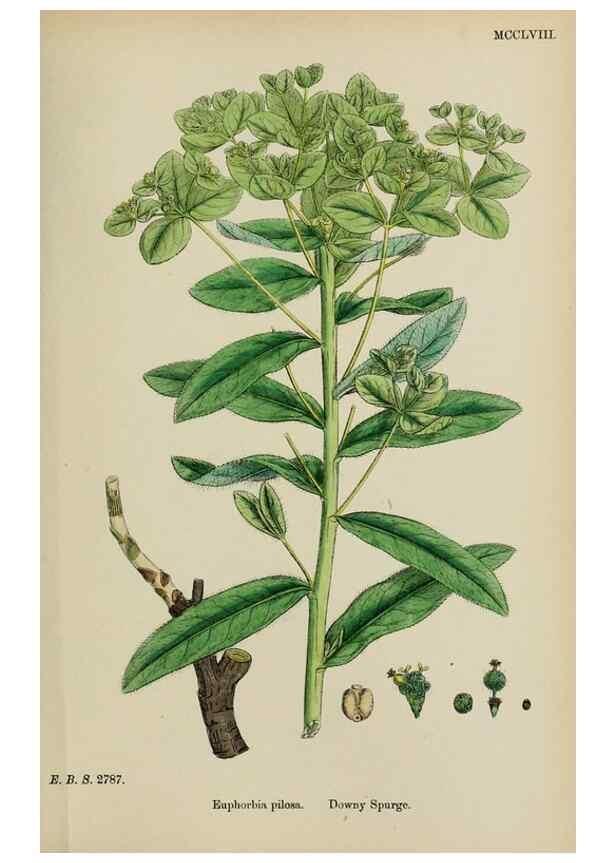 Reproducción/Reproduction 48754118677: English botany, or, Coloured figures of British plants /. London :R. Hardwicke,1863-1886.. 