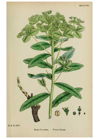 Reproducción/Reproduction 48754118677: English botany, or, Coloured figures of British plants /. London :R. Hardwicke,1863-1886.. 