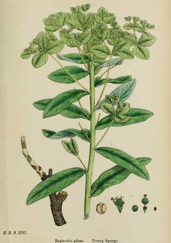 Reproducción/Reproduction 48754118677: English botany, or, Coloured figures of British plants /. London :R. Hardwicke,1863-1886.. 
