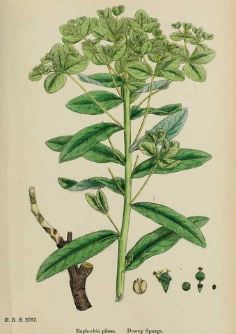Reproducción/Reproduction 48754118677: English botany, or, Coloured figures of British plants /. London :R. Hardwicke,1863-1886.. 