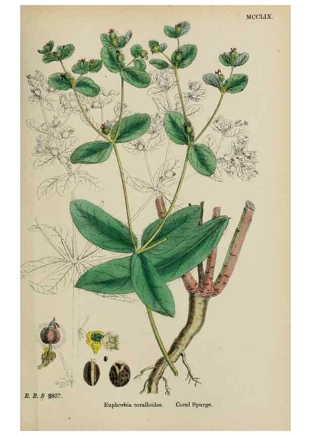 Reproducción/Reproduction 48753928636: English botany, or, Coloured figures of British plants /. London :R. Hardwicke,1863-1886.. 