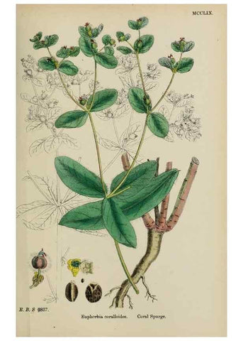Reproducción/Reproduction 48753928636: English botany, or, Coloured figures of British plants /. London :R. Hardwicke,1863-1886.. 