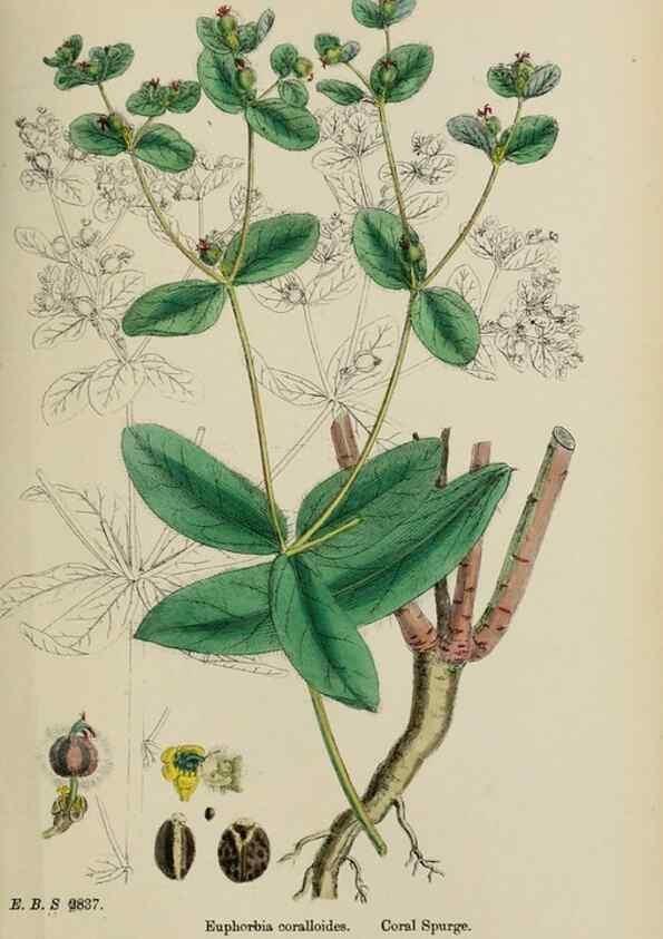 Reproducción/Reproduction 48753928636: English botany, or, Coloured figures of British plants /. London :R. Hardwicke,1863-1886.. 