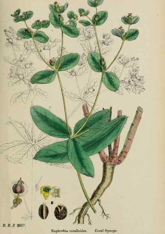 Reproducción/Reproduction 48753928636: English botany, or, Coloured figures of British plants /. London :R. Hardwicke,1863-1886.. 