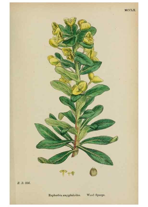 Reproducción/Reproduction 48753604653: English botany, or, Coloured figures of British plants /. London :R. Hardwicke,1863-1886.. 