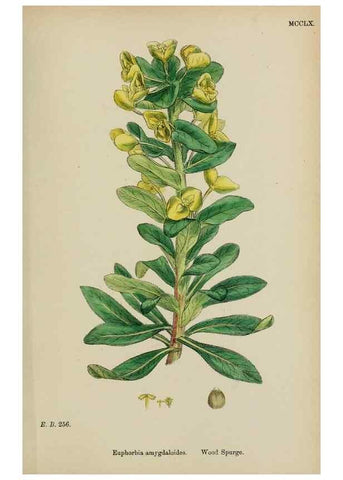 Reproducción/Reproduction 48753604653: English botany, or, Coloured figures of British plants /. London :R. Hardwicke,1863-1886.. 