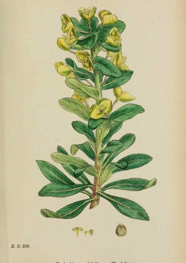 Reproducción/Reproduction 48753604653: English botany, or, Coloured figures of British plants /. London :R. Hardwicke,1863-1886.. 