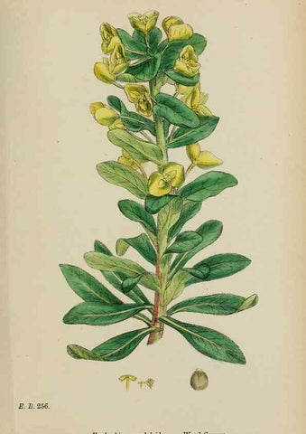 Reproducción/Reproduction 48753604653: English botany, or, Coloured figures of British plants /. London :R. Hardwicke,1863-1886.. 