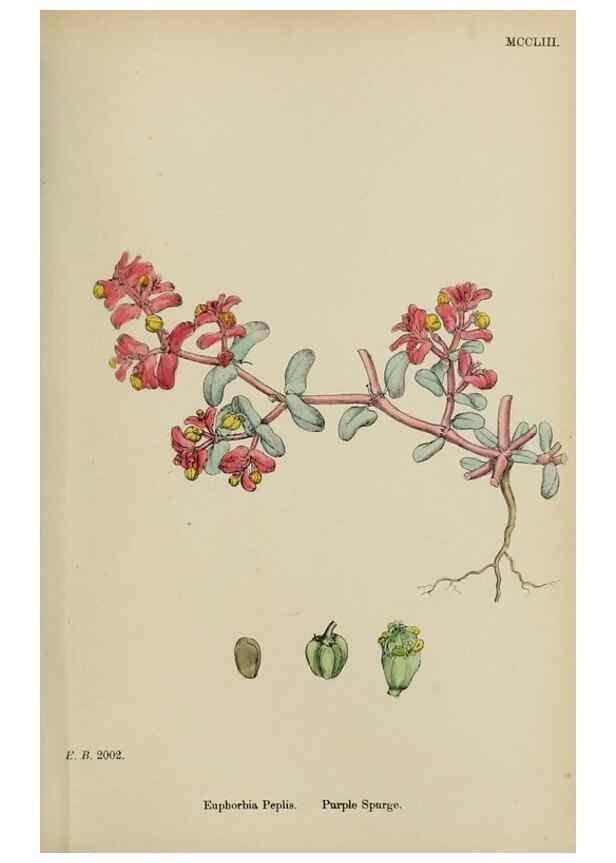 Reproducción/Reproduction 48754117482: English botany, or, Coloured figures of British plants /. London :R. Hardwicke,1863-1886.. 