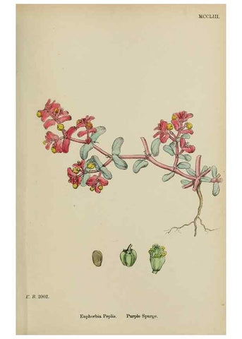 Reproducción/Reproduction 48754117482: English botany, or, Coloured figures of British plants /. London :R. Hardwicke,1863-1886.. 