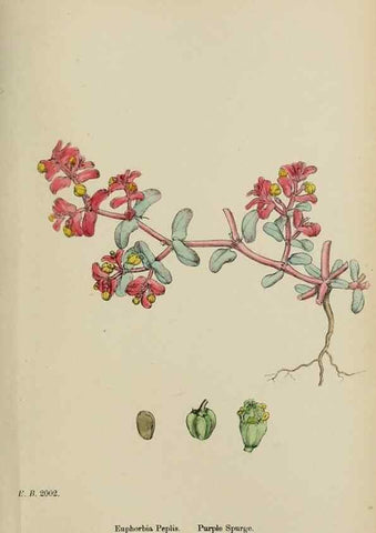 Reproducción/Reproduction 48754117482: English botany, or, Coloured figures of British plants /. London :R. Hardwicke,1863-1886.. 