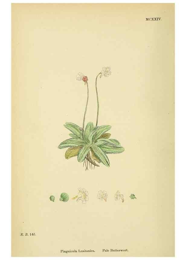 Reproducción/Reproduction 48718073061: English botany, or, Coloured figures of British plants /. London :R. Hardwicke,1863-1886.. 