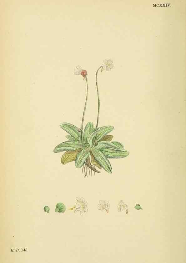 Reproducción/Reproduction 48718073061: English botany, or, Coloured figures of British plants /. London :R. Hardwicke,1863-1886.. 
