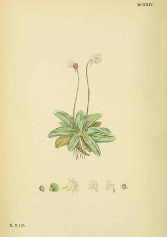 Reproducción/Reproduction 48718073061: English botany, or, Coloured figures of British plants /. London :R. Hardwicke,1863-1886.. 