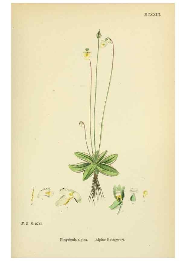 Reproducción/Reproduction 48717736453: English botany, or, Coloured figures of British plants /. London :R. Hardwicke,1863-1886.. 