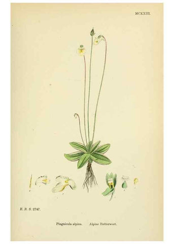 Reproducción/Reproduction 48717736453: English botany, or, Coloured figures of British plants /. London :R. Hardwicke,1863-1886.. 