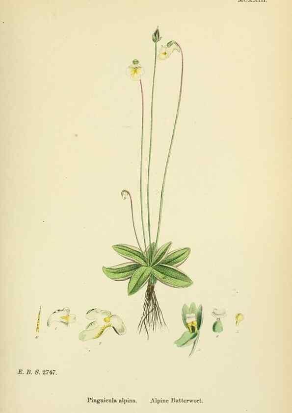 Reproducción/Reproduction 48717736453: English botany, or, Coloured figures of British plants /. London :R. Hardwicke,1863-1886.. 