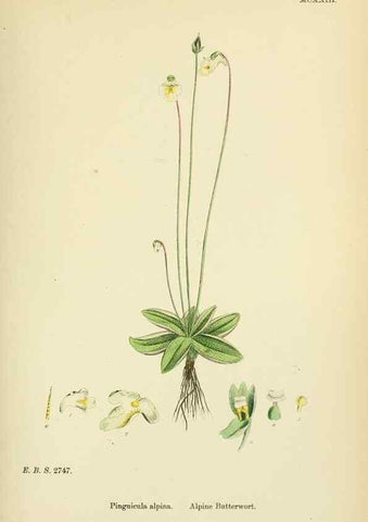 Reproducción/Reproduction 48717736453: English botany, or, Coloured figures of British plants /. London :R. Hardwicke,1863-1886.. 