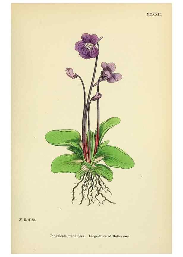 Reproducción/Reproduction 48717736198: English botany, or, Coloured figures of British plants /. London :R. Hardwicke,1863-1886.. 