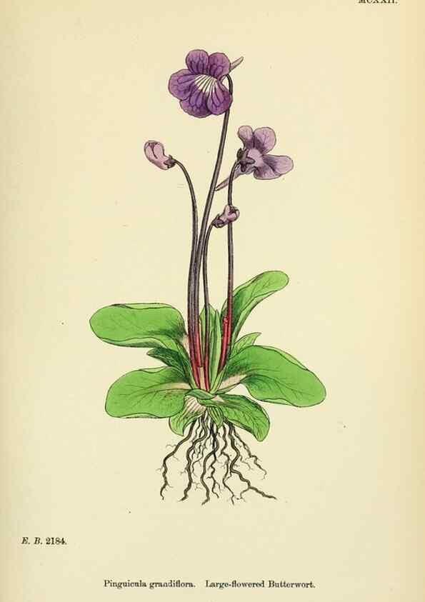 Reproducción/Reproduction 48717736198: English botany, or, Coloured figures of British plants /. London :R. Hardwicke,1863-1886.. 
