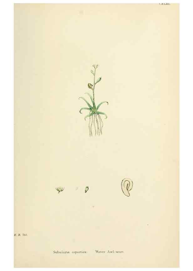 Reproducción/Reproduction 48717182741: English botany, or, Coloured figures of British plants /. London :R. Hardwicke,1863-1886.. 