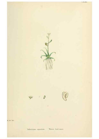 Reproducción/Reproduction 48717182741: English botany, or, Coloured figures of British plants /. London :R. Hardwicke,1863-1886.. 