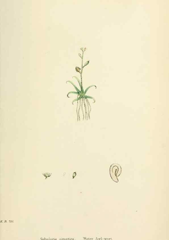Reproducción/Reproduction 48717182741: English botany, or, Coloured figures of British plants /. London :R. Hardwicke,1863-1886.. 