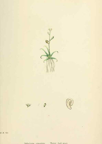 Reproducción/Reproduction 48717182741: English botany, or, Coloured figures of British plants /. London :R. Hardwicke,1863-1886.. 