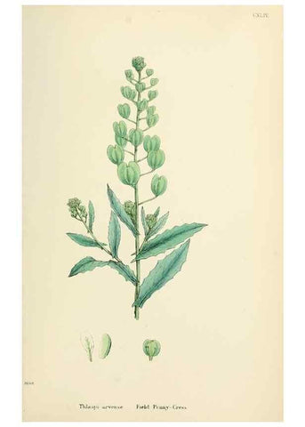Reproducción/Reproduction 48717183051: English botany, or, Coloured figures of British plants /. London :R. Hardwicke,1863-1886.. 
