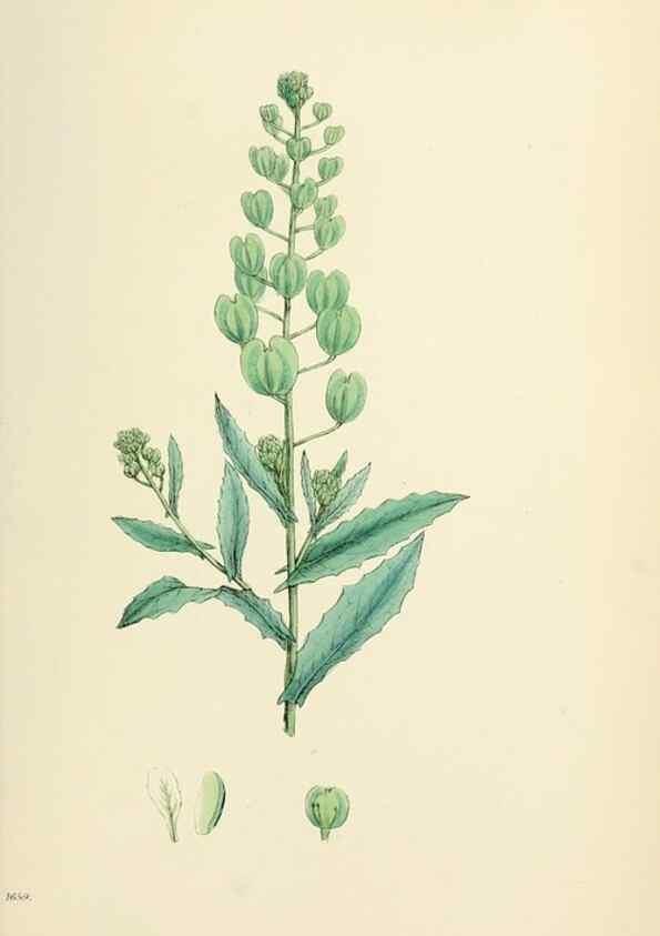 Reproducción/Reproduction 48717183051: English botany, or, Coloured figures of British plants /. London :R. Hardwicke,1863-1886.. 