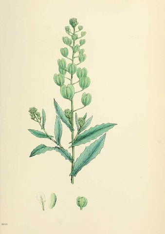 Reproducción/Reproduction 48717183051: English botany, or, Coloured figures of British plants /. London :R. Hardwicke,1863-1886.. 