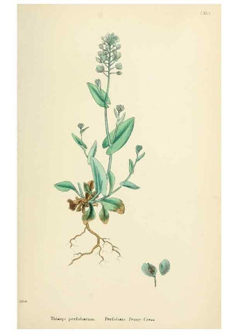 Reproducción/Reproduction 48716847668: English botany, or, Coloured figures of British plants /. London :R. Hardwicke,1863-1886.. 