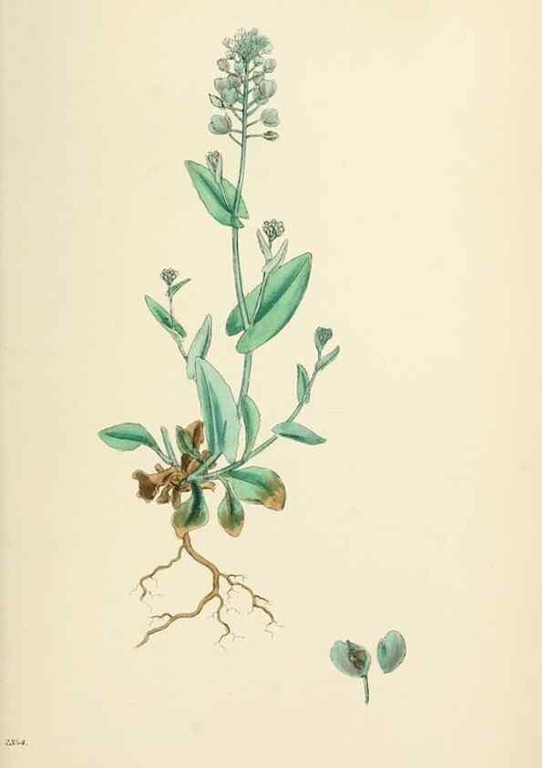 Reproducción/Reproduction 48716847668: English botany, or, Coloured figures of British plants /. London :R. Hardwicke,1863-1886.. 