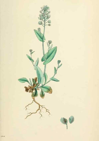 Reproducción/Reproduction 48716847668: English botany, or, Coloured figures of British plants /. London :R. Hardwicke,1863-1886.. 