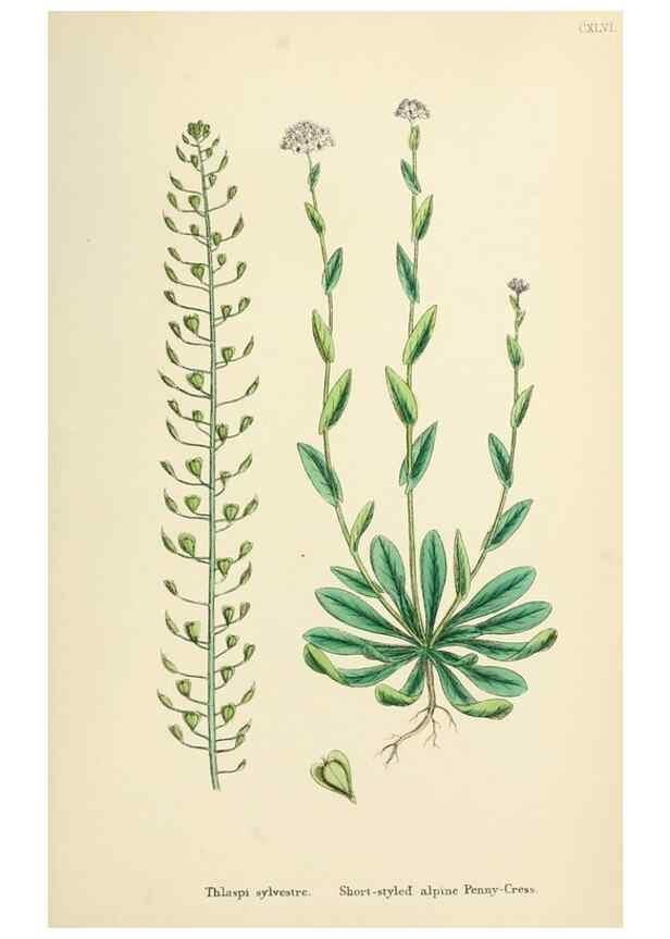 Reproducción/Reproduction 48717354982: English botany, or, Coloured figures of British plants /. London :R. Hardwicke,1863-1886.. 