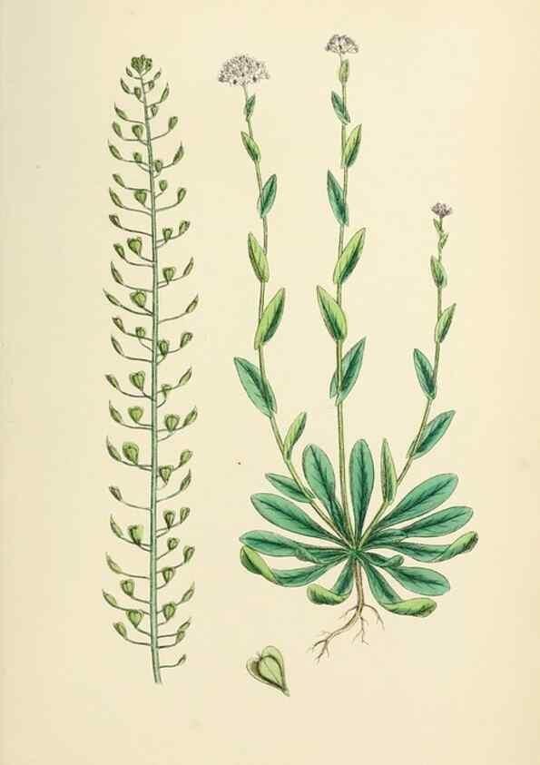 Reproducción/Reproduction 48717354982: English botany, or, Coloured figures of British plants /. London :R. Hardwicke,1863-1886.. 