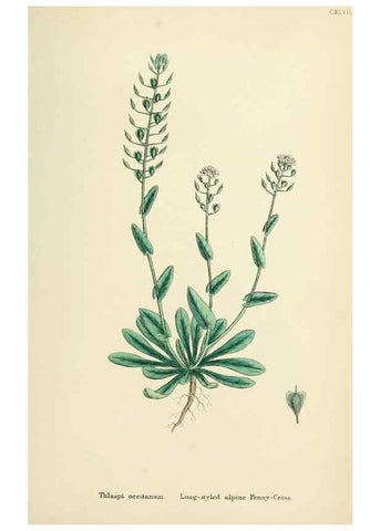 Reproducción/Reproduction 48717184186: English botany, or, Coloured figures of British plants /. London :R. Hardwicke,1863-1886.. 