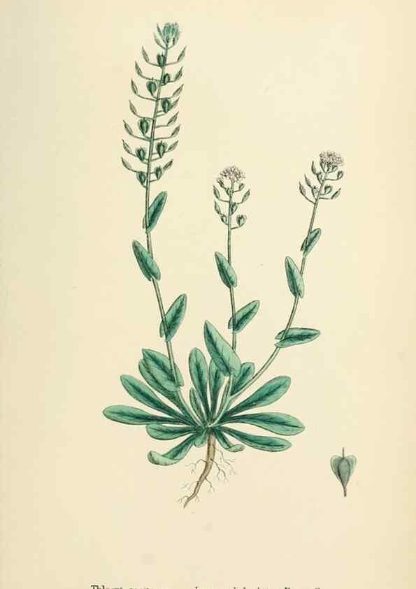 Reproducción/Reproduction 48717184186: English botany, or, Coloured figures of British plants /. London :R. Hardwicke,1863-1886.. 