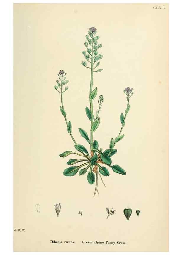 Reproducción/Reproduction 48716848768: English botany, or, Coloured figures of British plants /. London :R. Hardwicke,1863-1886.. 