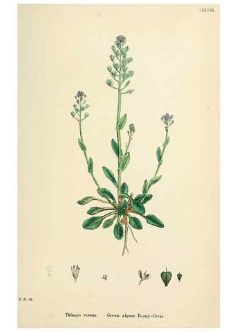 Reproducción/Reproduction 48716848768: English botany, or, Coloured figures of British plants /. London :R. Hardwicke,1863-1886.. 