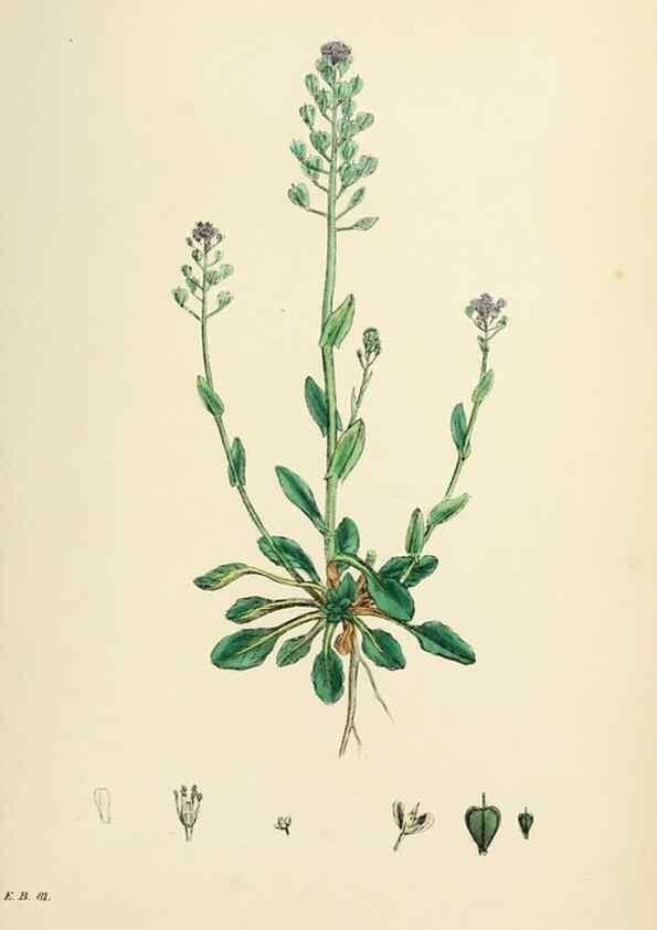 Reproducción/Reproduction 48716848768: English botany, or, Coloured figures of British plants /. London :R. Hardwicke,1863-1886.. 