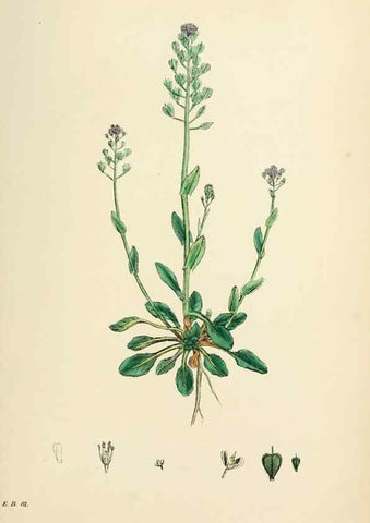 Reproducción/Reproduction 48716848768: English botany, or, Coloured figures of British plants /. London :R. Hardwicke,1863-1886.. 