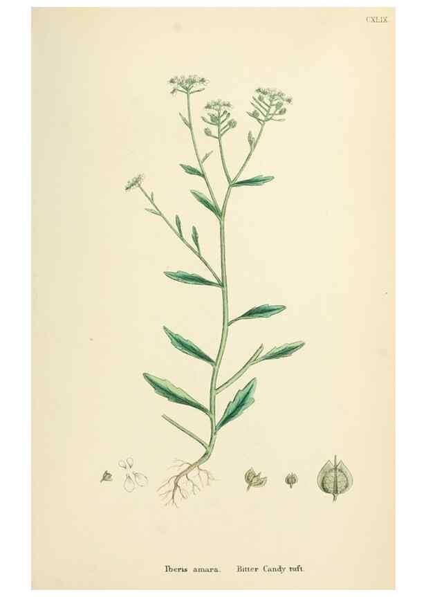 Reproducción/Reproduction 48717356127: English botany, or, Coloured figures of British plants /. London :R. Hardwicke,1863-1886.. 