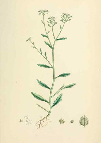 Reproducción/Reproduction 48717356127: English botany, or, Coloured figures of British plants /. London :R. Hardwicke,1863-1886.. 