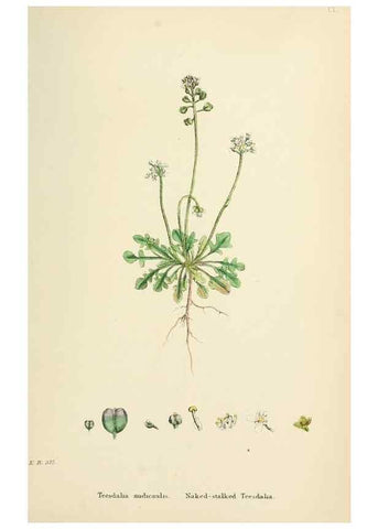 Reproducción/Reproduction 48717185421: English botany, or, Coloured figures of British plants /. London :R. Hardwicke,1863-1886.. 