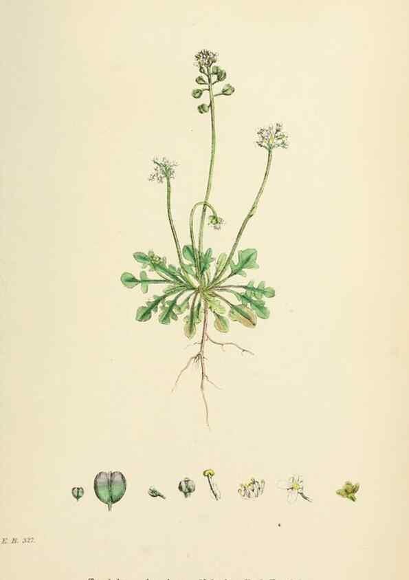 Reproducción/Reproduction 48717185421: English botany, or, Coloured figures of British plants /. London :R. Hardwicke,1863-1886.. 