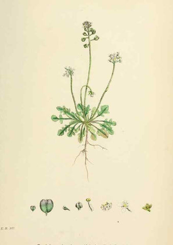 Reproducción/Reproduction 48717185421: English botany, or, Coloured figures of British plants /. London :R. Hardwicke,1863-1886.. 