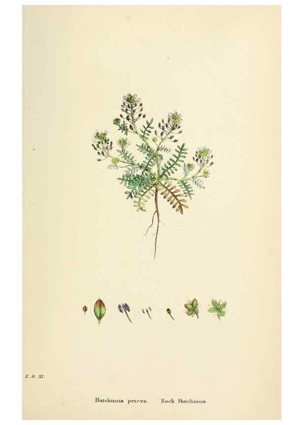 Reproducción/Reproduction 48716849918: English botany, or, Coloured figures of British plants /. London :R. Hardwicke,1863-1886.. 