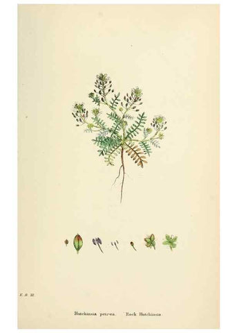 Reproducción/Reproduction 48716849918: English botany, or, Coloured figures of British plants /. London :R. Hardwicke,1863-1886.. 