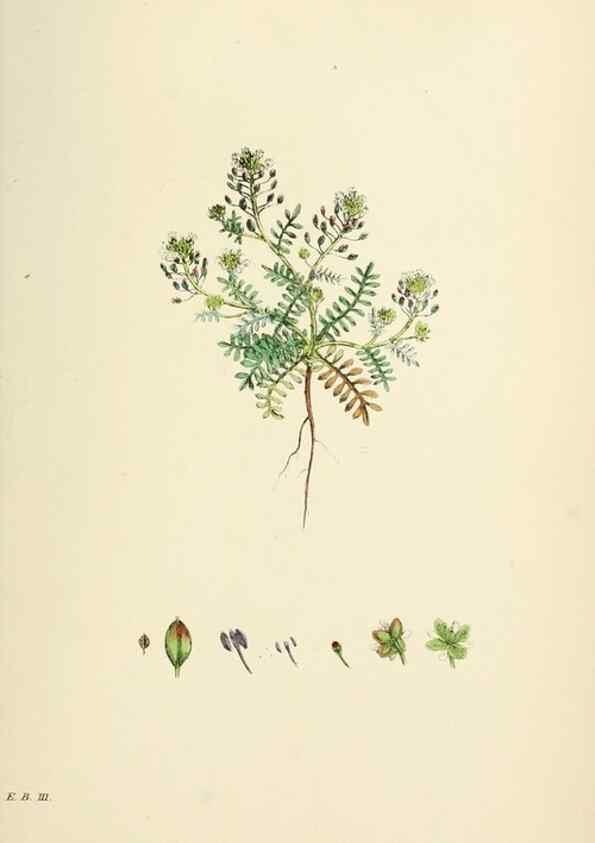 Reproducción/Reproduction 48716849918: English botany, or, Coloured figures of British plants /. London :R. Hardwicke,1863-1886.. 
